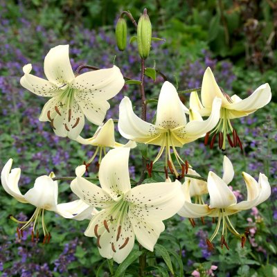 Lilium lancifolium White Twinkle, Tigerlilja, P11cm