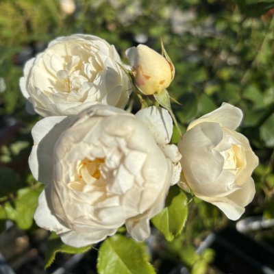 austin William and Catherine ®, Engelsk Buskros, C6