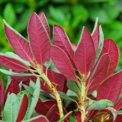 Rhododendron hybr. Wine and Roses ®, Rododendron Stam, stam C5
