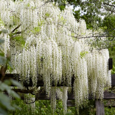 Wisteria floribunda Alba (multijuga f. alba), Japanskt Vita Blåregn, C2