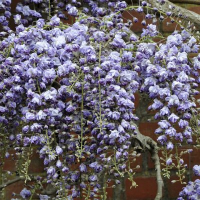 Wisteria floribunda Violacea Plena (Black Dragon), Japanskt Blåregn