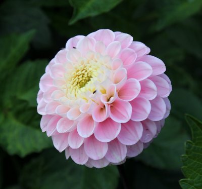 Dahlia Pompon Wizard of Oz 1st