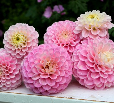 Dahlia Pompon Wizard of Oz 1st