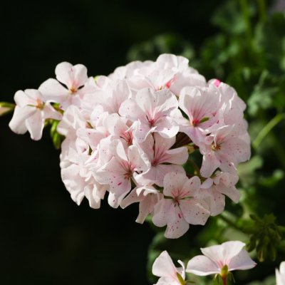 Äggskals-Dvärgpelargon Wolverton, kruka