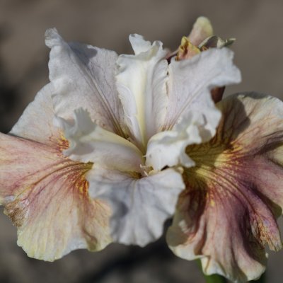 Iris sibirica Peacock Wynne Magnolia ®, Rabattiris, P9cm