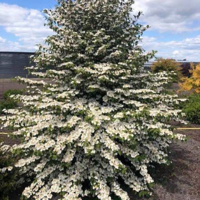 Viburnum plicatum f. tomentosum Kilimandjaro ® Sunrise ®