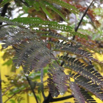 Albizia julibrissin Evi´s Pride ®