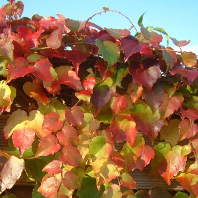 Parthenocissus tricuspidata Green Spring