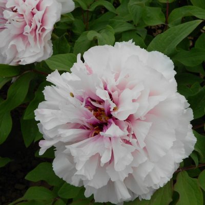 Paeonia suffruticosa Peachy Snow (Xue Ying Tao Hua)