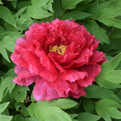 Paeonia suffruticosa Road Racer (Xu Gang)