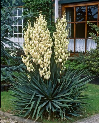 Yucca gloriosa