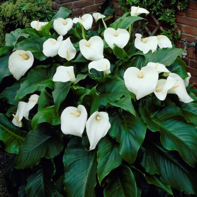 Zantedeschia aethiopica, Vit Kalla, P11cm