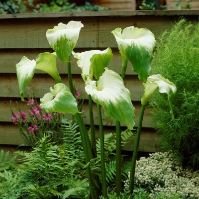 Zantedeschia aethiopica Green Goddess, Vit Kalla, P11cm