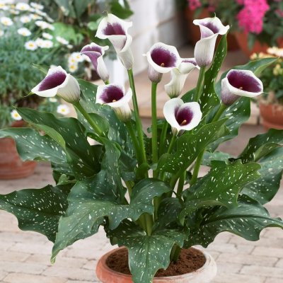 Kalla Zantedeschia Vermeer 1st