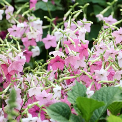 Blomstertobak, Marshmallow
