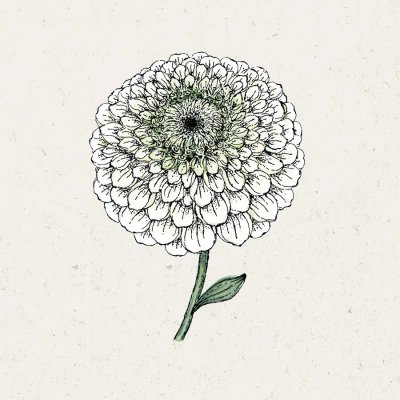 Zinnia, Benary´s Giant White
