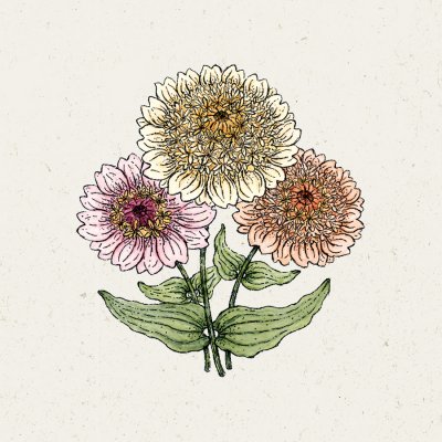 Zinnia, Cresto! Peaches & Cream