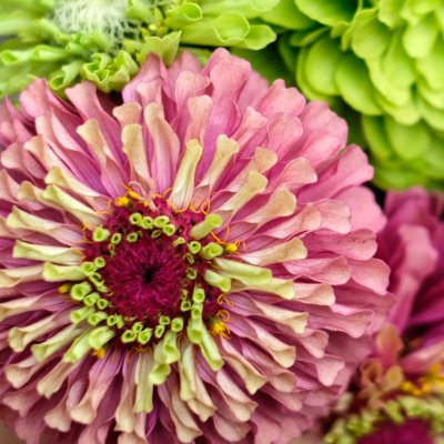 Zinnia, Queen Red Lime