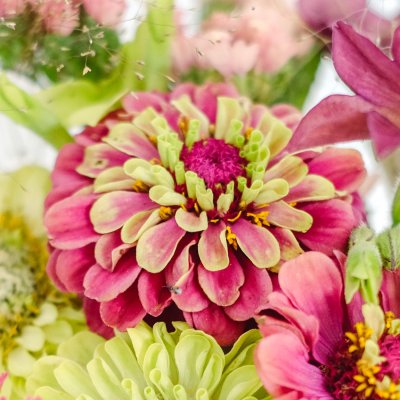 Zinnia, Queen Red Lime