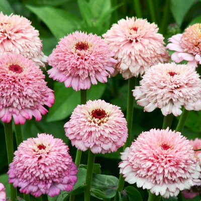 Zinnia, Zinderella Lilac