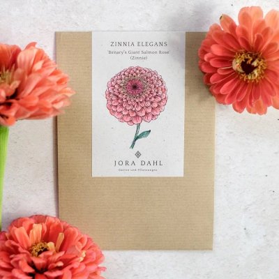Zinnia, Benary´s Giant Salmon Rose
