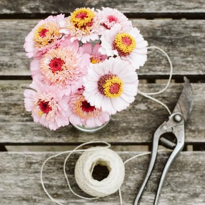Zinnia, Zinderella Lilac
