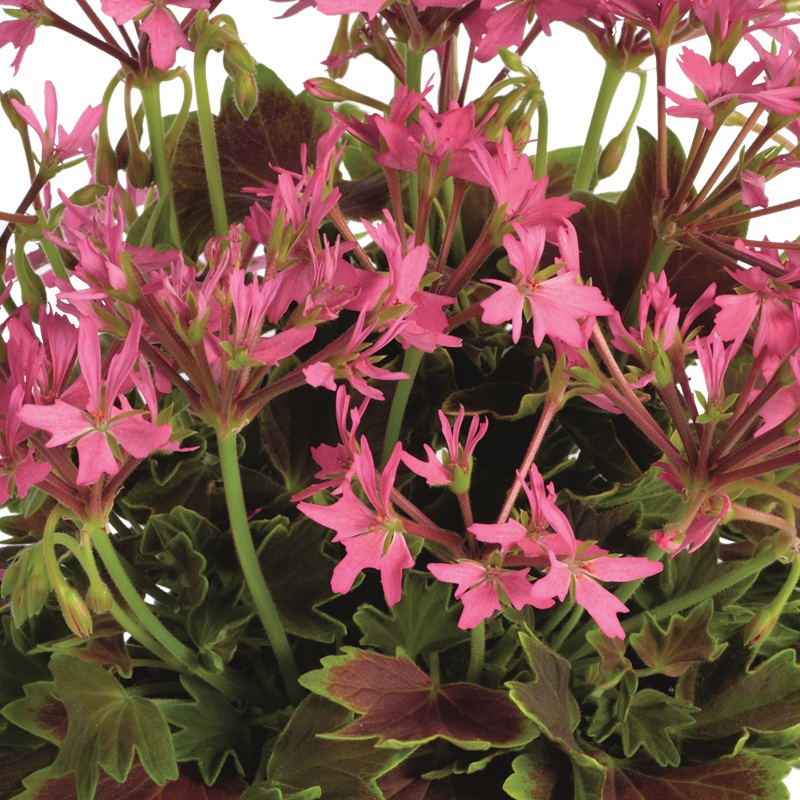 Stj&auml;rnpelargon, Stickling 3-pack - Pelargonium x hortorum Lotusland
