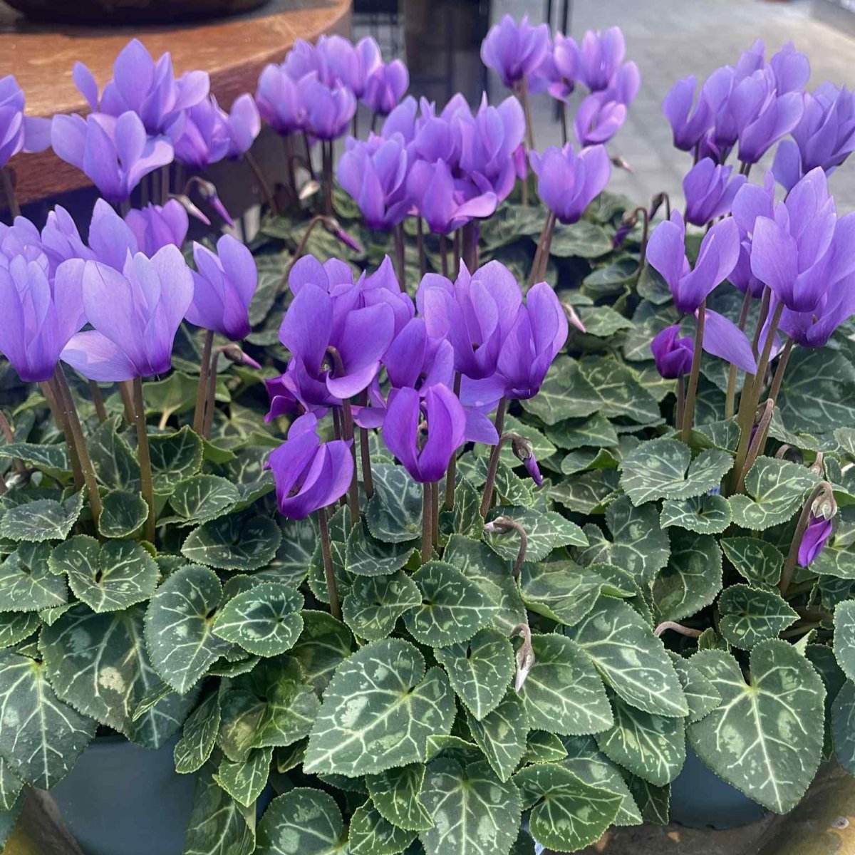Cyclamen Super Blue Dragon, Cyklamen Blue Dragon - 12cm - Cyclamen Super Blue Dragon (Krukstorlek: 10,5cm)
