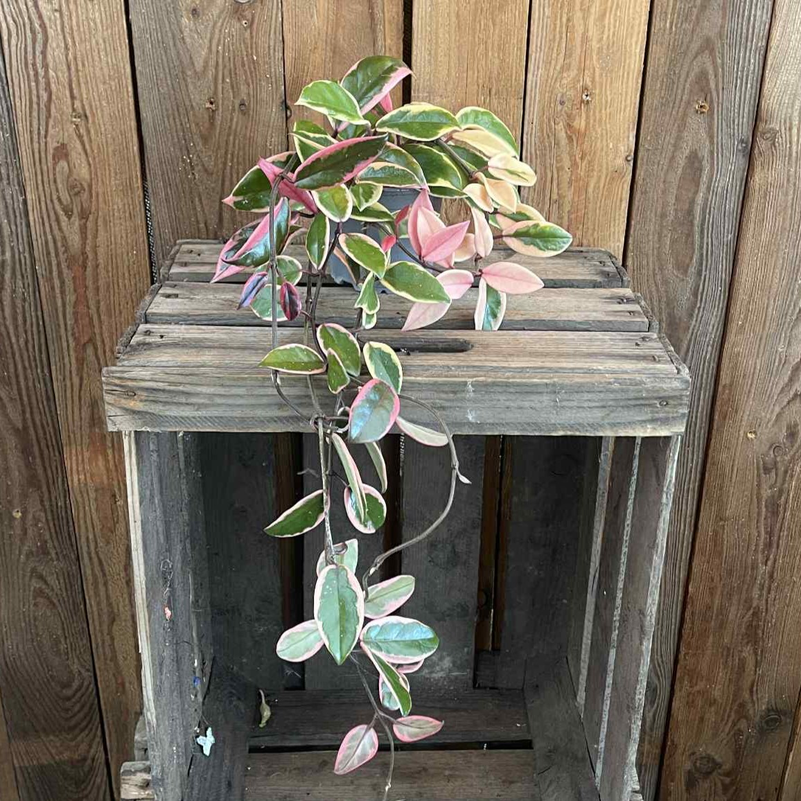 Hoya carnosa Flamingo Dream, Porslinsblomma - Hoya carnosa Flamingo Dream