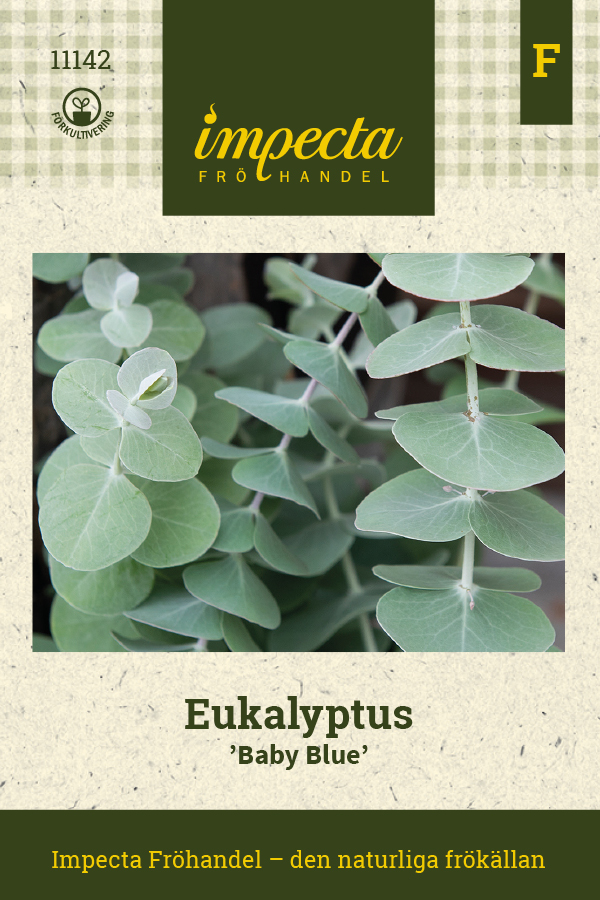 Eukalyptus Baby Blue - Eucalyptus pulverulenta Baby Blue