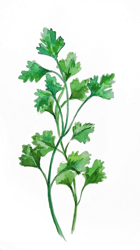 persilja, blad-, gigante di napoli - petroselinum crispum (foliosum-gr.) gigante di napoli