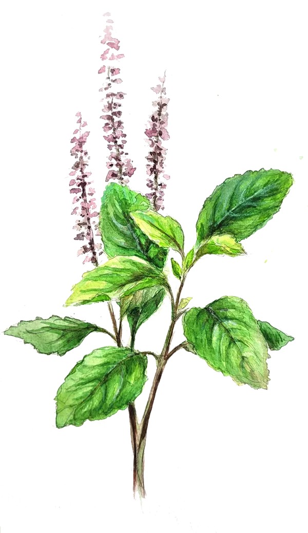 Basilika, Citron- Helig Basilika (Tulsi) - Ocimum basilicum var. citriodorum Helig Basilika
