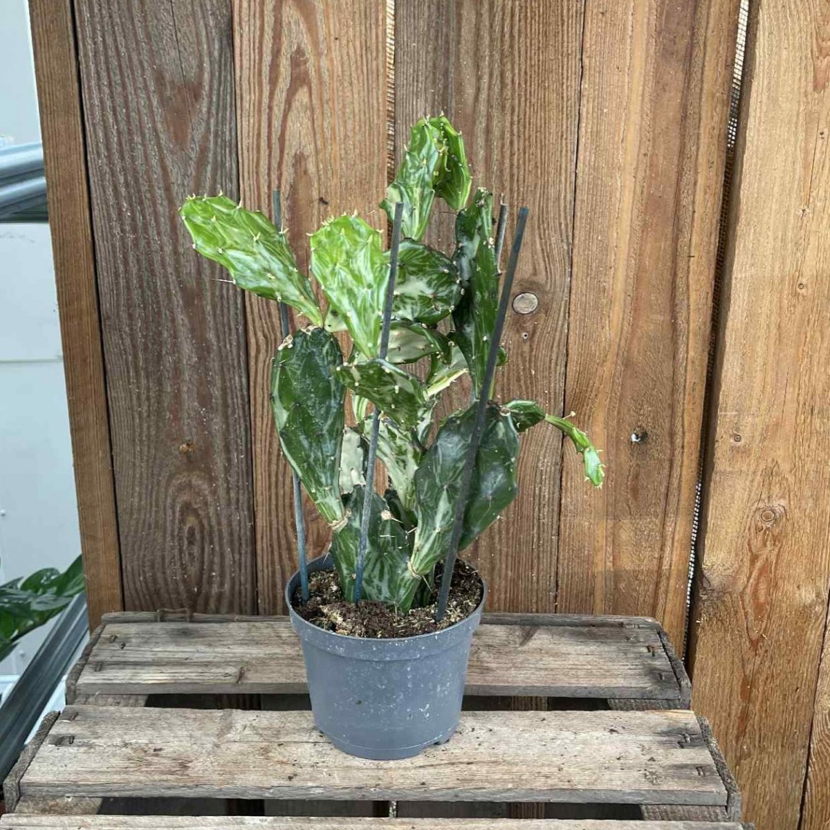 Opuntia, Opuntia Ghost Cactus - Opuntia (Storlek: 12cm)