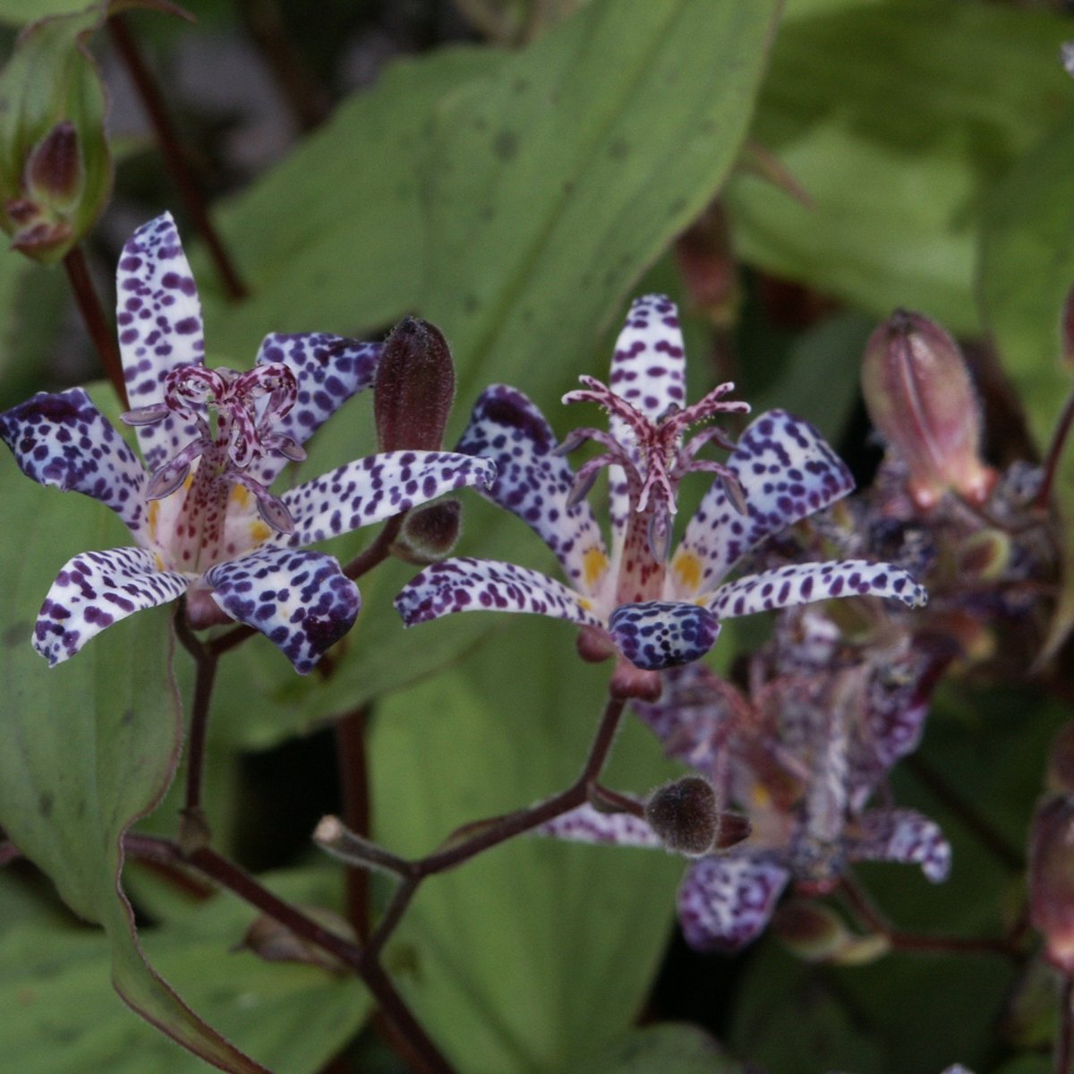 Taiwanskugglilja - Tricyrtis formosana (Krukstorlek: 0,5-1L)