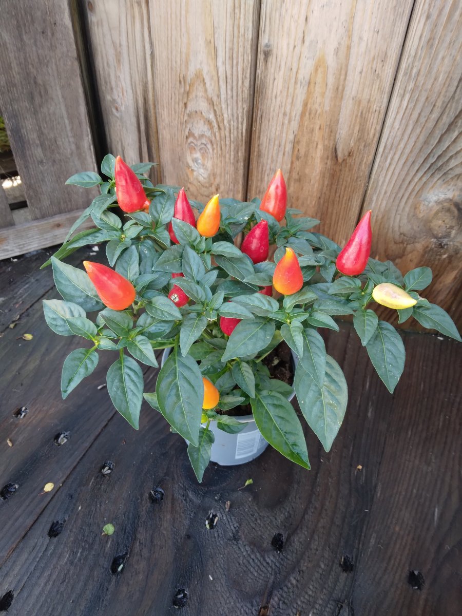Capsicum annuum, Prydnadschili - Capsicum annuum (Färg: Röd)
