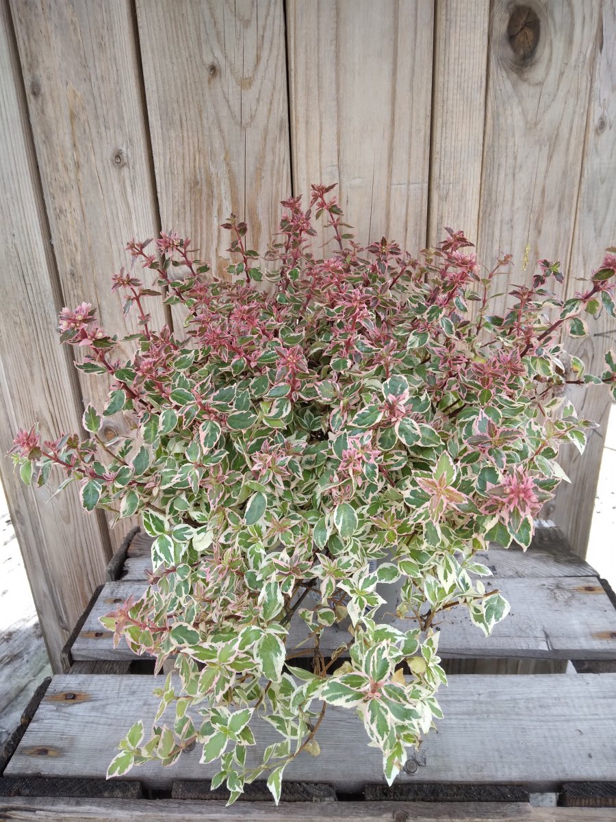 Abelia grandiflora Pink Lady, Abelia - Abelia grandiflora Pink Lady