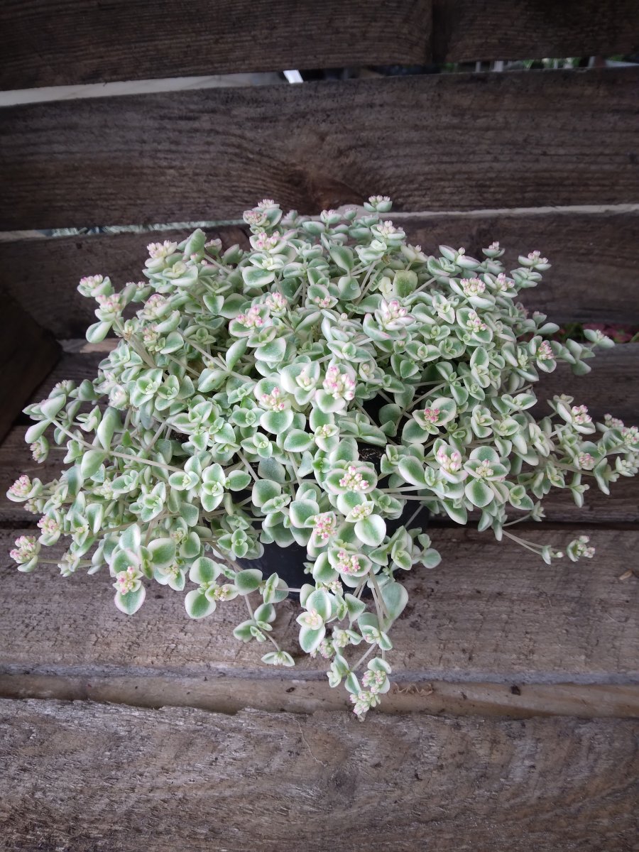 Liten Kärleksört - Sedum pellucida Little Missy (Krukstorlek: 12cm)