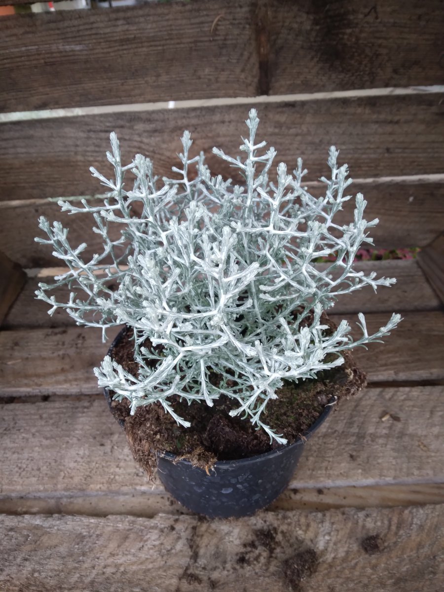 Silvergirland - Calocephalus brownii (Krukstorlek: 12cm)