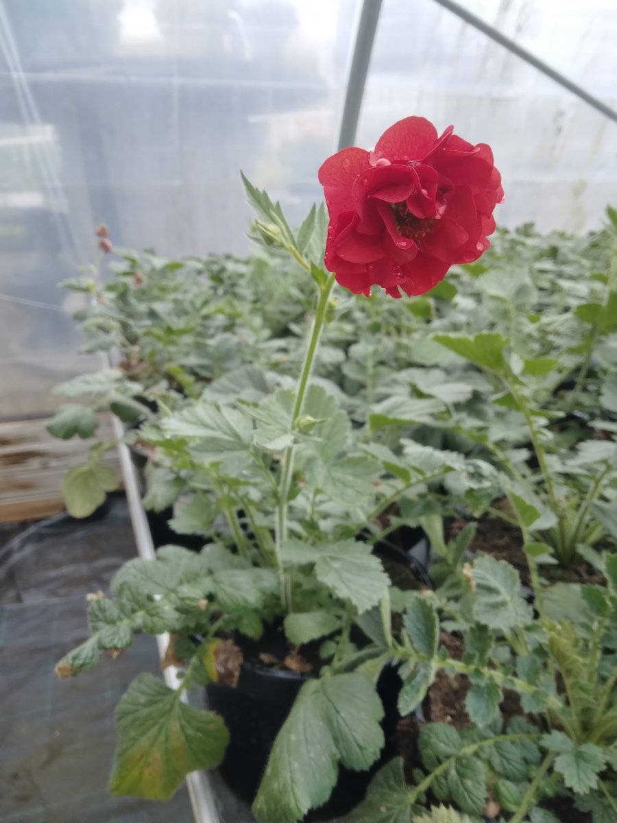 Trädgårdsnejlikrot - Geum hybr. Firestarter (Krukstorlek: 2L)