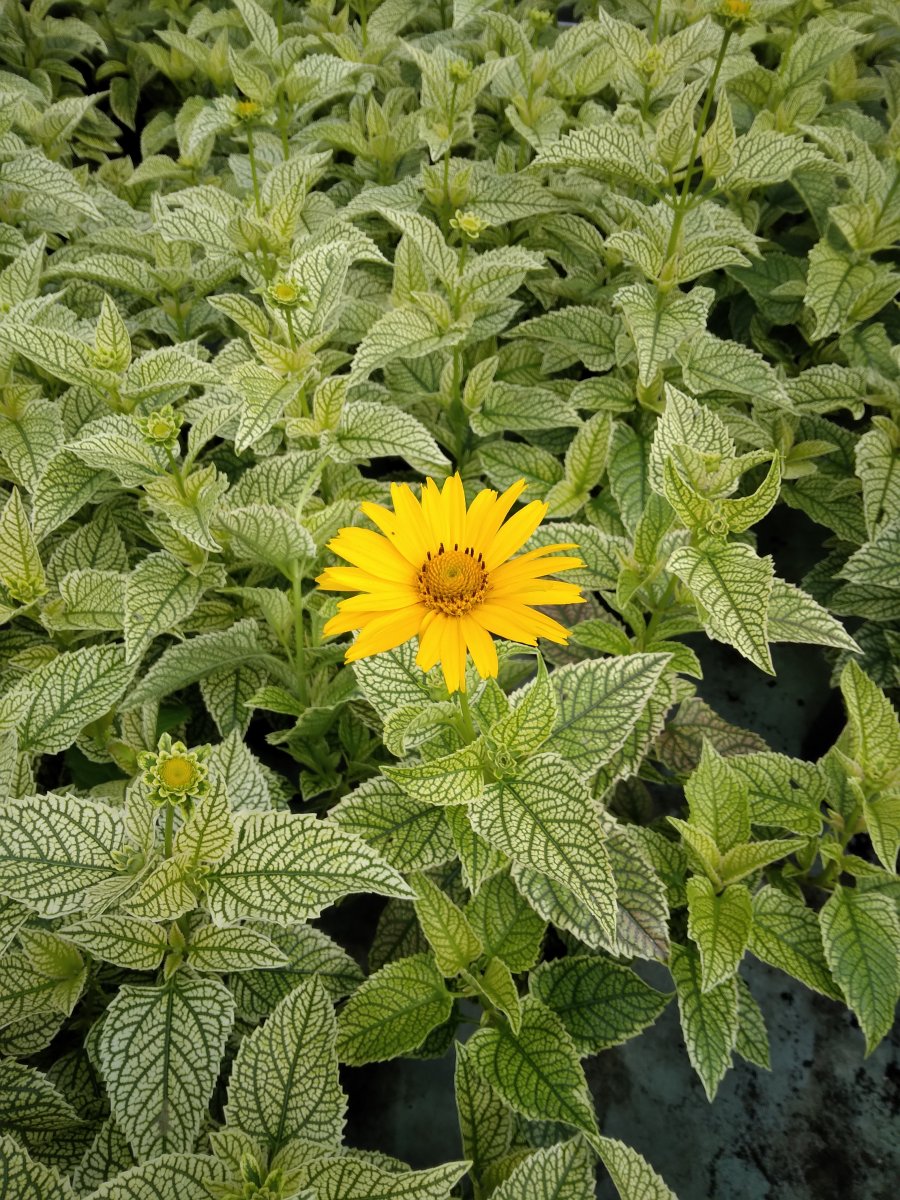 Dagöga - Heliopsis helianthoides Solar Flare (Krukstorlek: 1L)