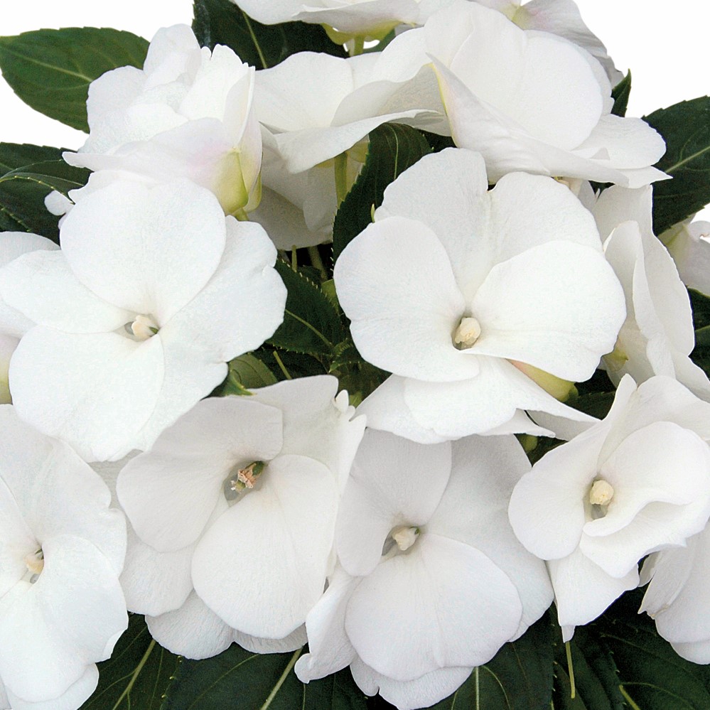 Lyckliga Lotta, Stickling 3-pack - Impatiens hawkerii Paradise Cabano White