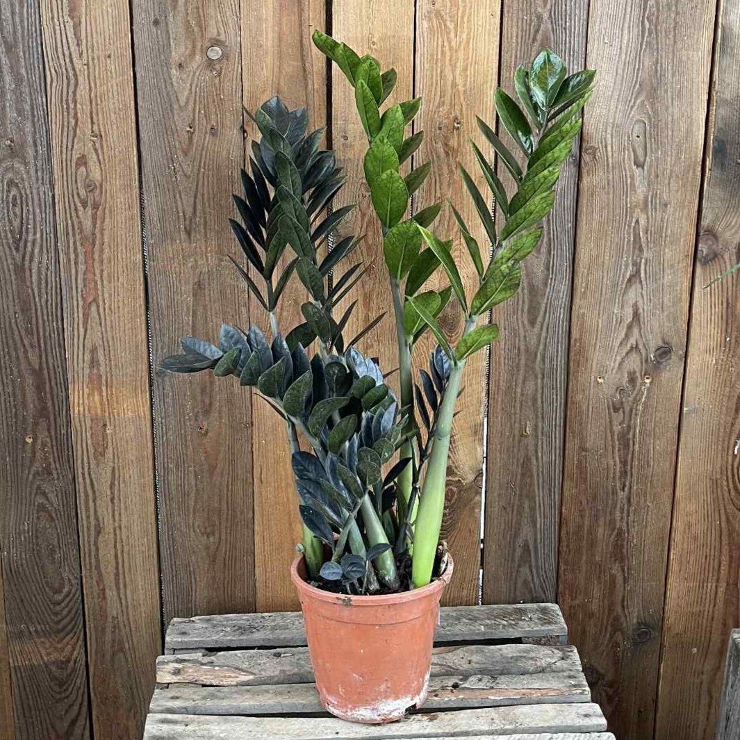 Garderobsblomma - Zamioculcas zamiifolia Raven (Krukstorlek: 17cm)