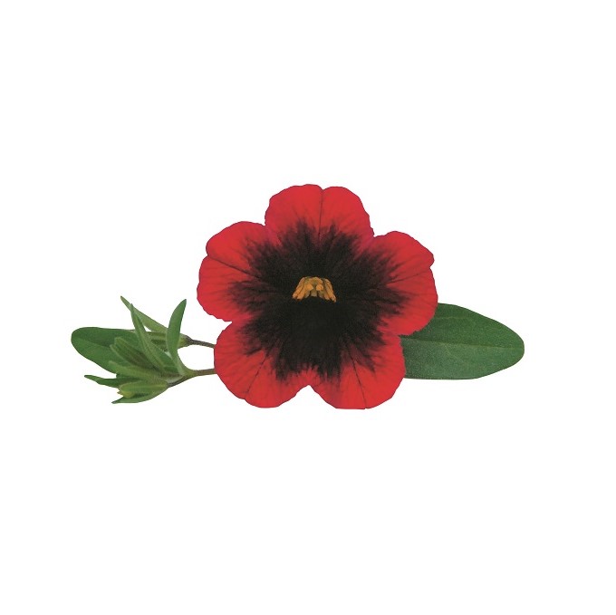 Sm&aring;petunia, Million Bells, Stickling 3-pack - Calibrachoa Superbells &trade; Pomegranate Punch
