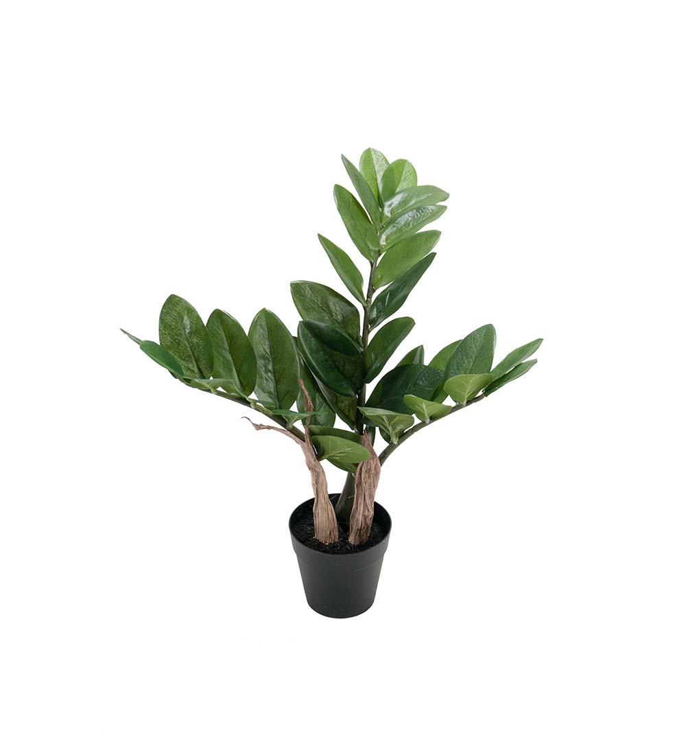 Zamifolia Gr&ouml;n 45cm