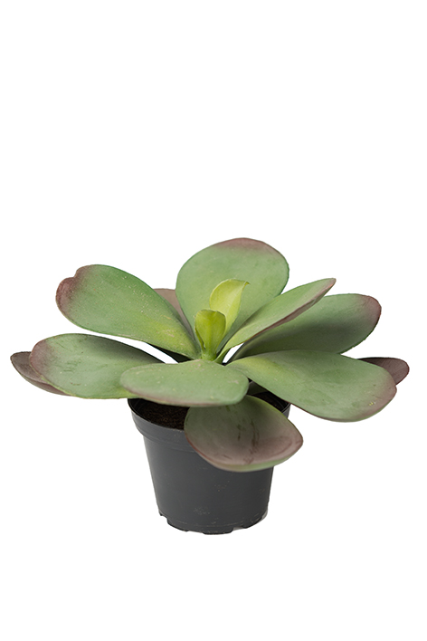 Läs mer om Succulent 15cm, Konstgjord