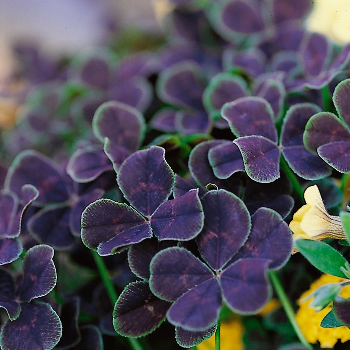 Kl&ouml;ver, Stickling 3-pack - Trifolium quadrifolium Purpureum