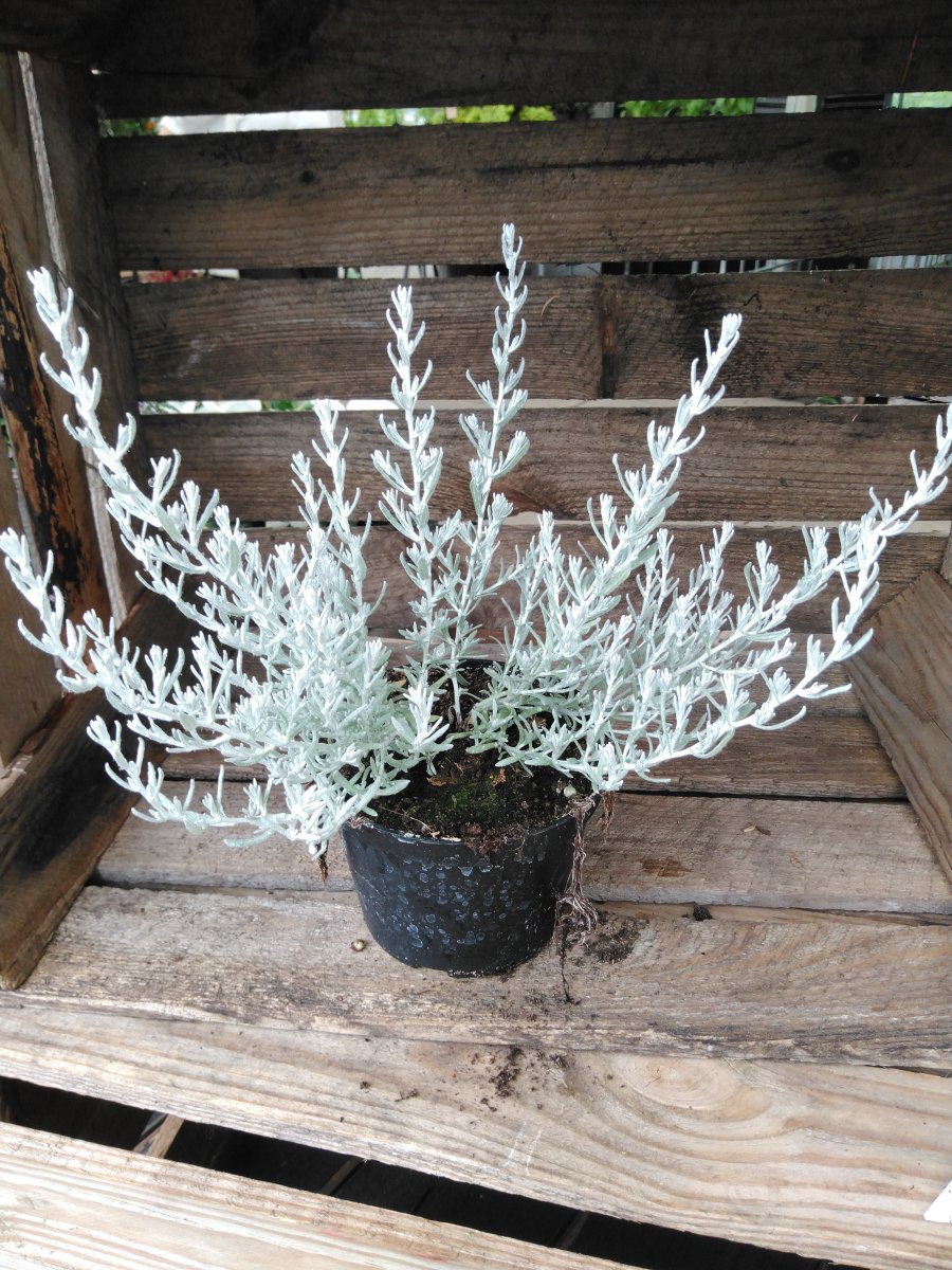 Curryeternell - Helichrysum silvio (Krukstorlek: 12cm)