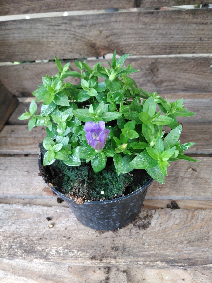 Höstgentiana - Gentiana Luis Easy Blue (Krukstorlek: 12cm)