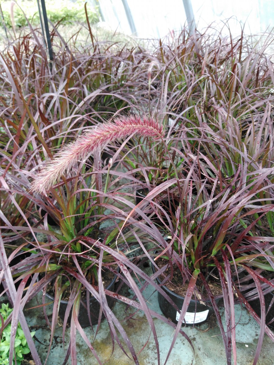 Lampborstgräs - Cenchrus (Pennisetum) advena Rubrum (Krukstorlek: 2L)