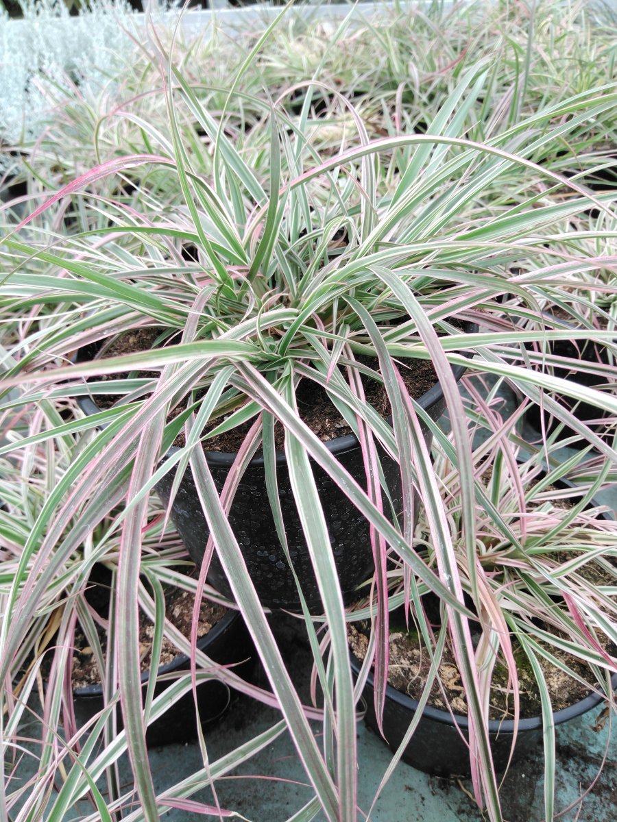 Lampborstgräs - Cenchrus (Pennisetum) advena Cherry Sparkler (Krukstorlek: 2L)